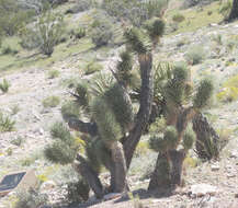 Image of Yucca brevifolia Engelm.