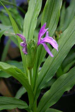 Image de Roscoea