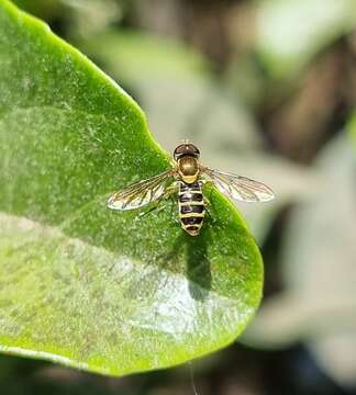 Toxomerus calceolatus (Macquart 1842) resmi