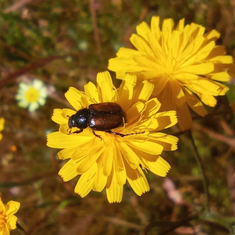 Sivun Chasmatopterus villosulus (Illiger 1803) kuva