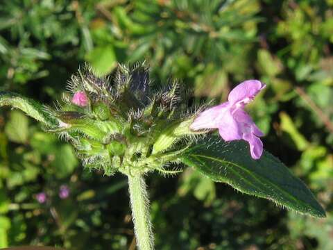 Image of wild basil