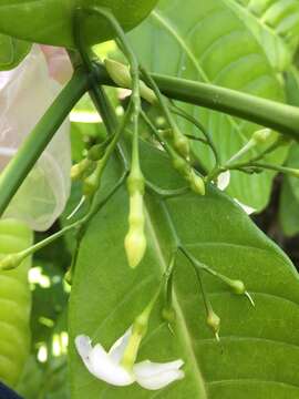 Sivun Tabernaemontana citrifolia L. kuva