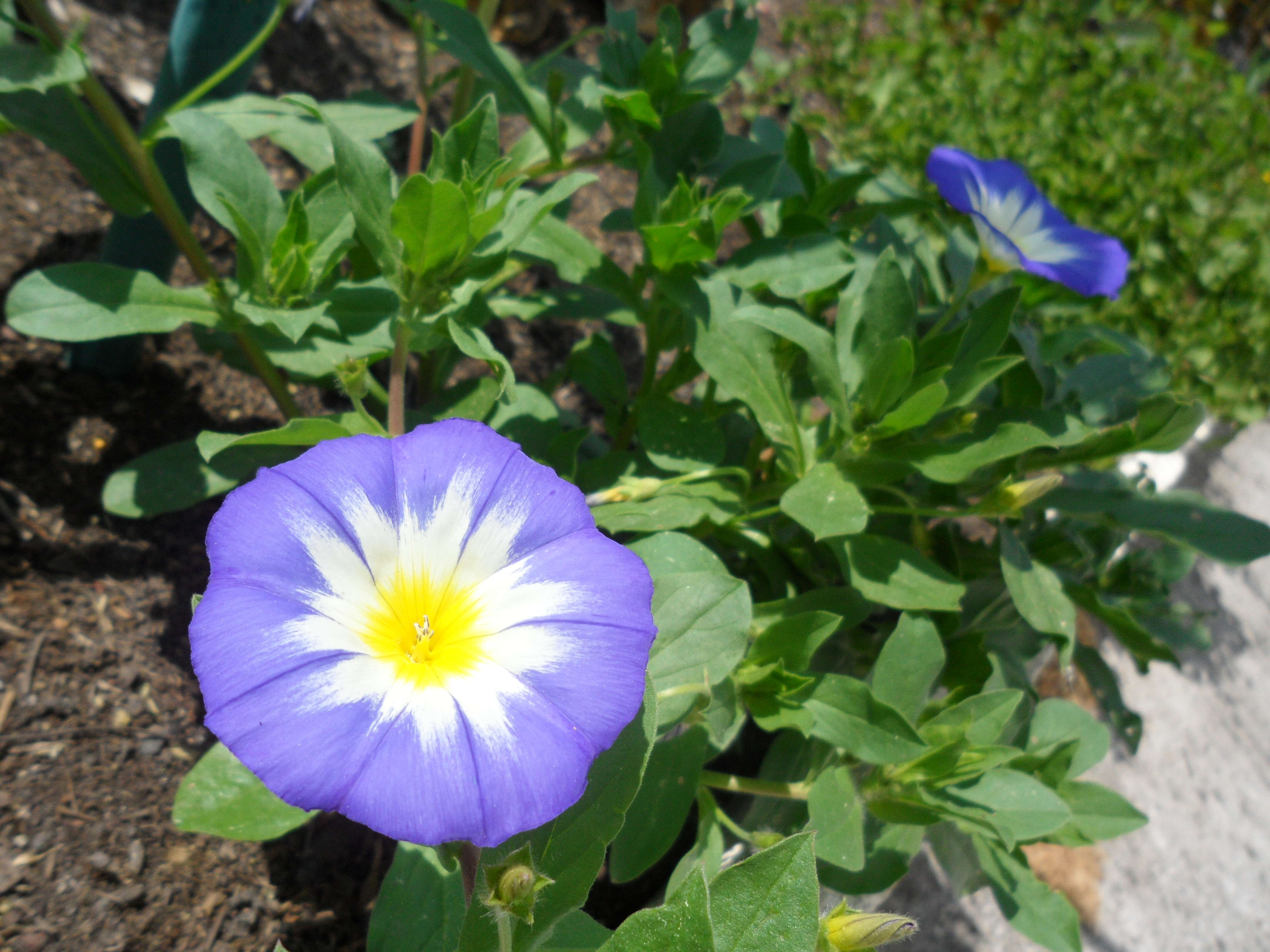 Image of Dwarf Morning Glory