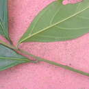 Image of Nectandra cuspidata Nees & Mart. ex Nees