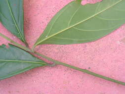 Image of Nectandra cuspidata Nees & Mart. ex Nees