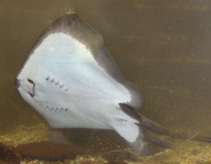 Image of Common Stingray