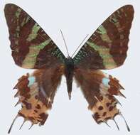 Image of Madagascan Sunset Moth