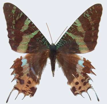 Image of Madagascan Sunset Moth