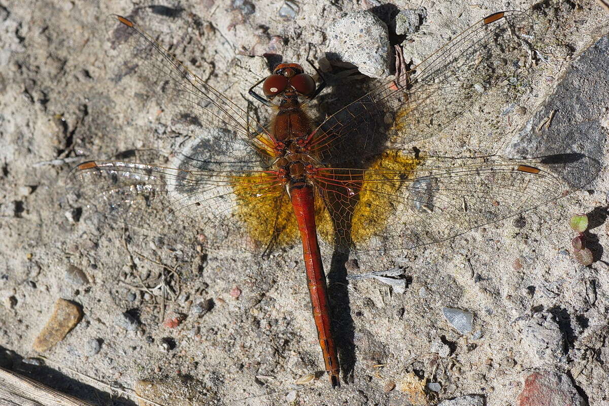 Image of Yellow-winged Darter