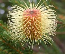 صورة Banksia