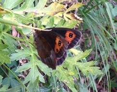 Image of scotch argus