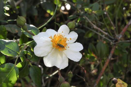 Image of evergreen rose