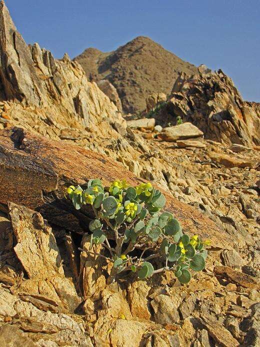 Image of Roepera cordifolia (L. fil.) Beier & Thulin