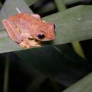 Image of Masked tree frog