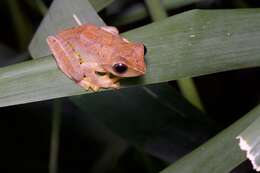 Image of Masked tree frog