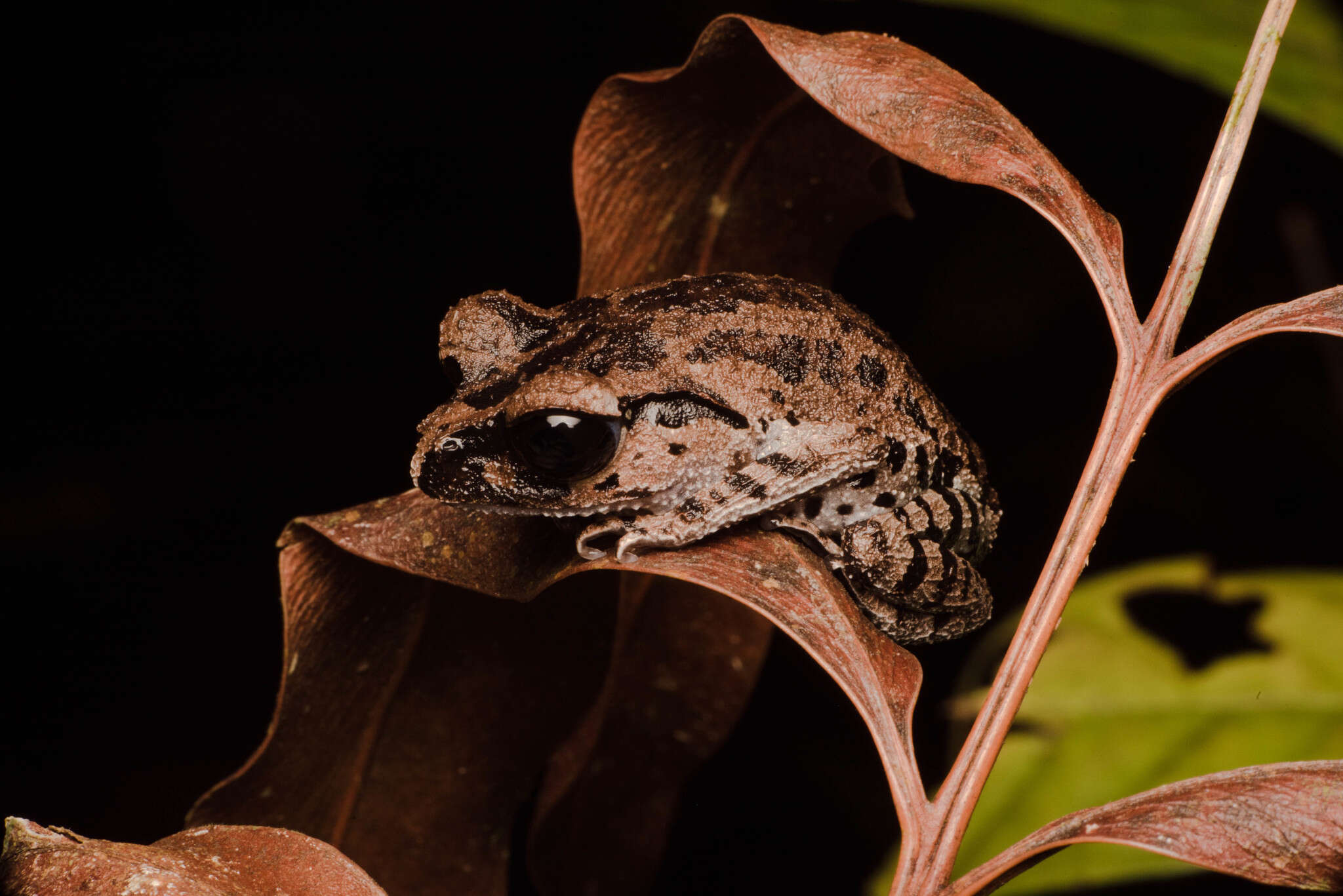 Image of Leptobrachium ingeri Hamidy, Matsui, Nishikawa & Belabut 2012