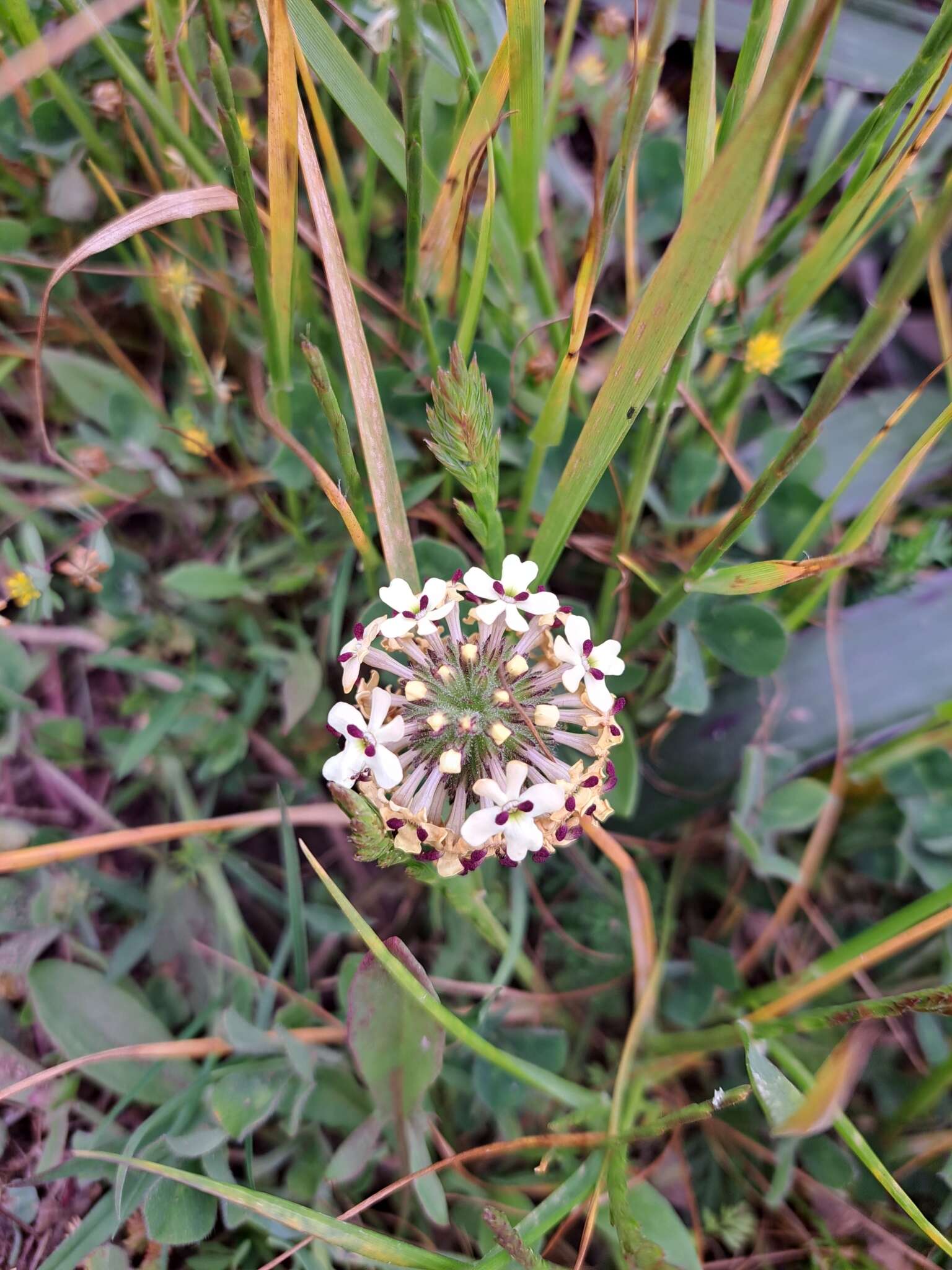 Imagem de Glandularia sulphurea (D. Don) Schnack & Covas