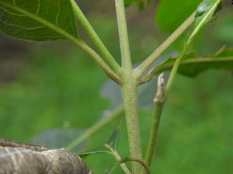 Image de Rhodomyrtus psidioides (G. Don) Benth.