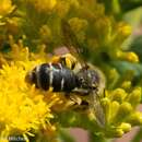 Image of Andrena braccata Viereck 1907