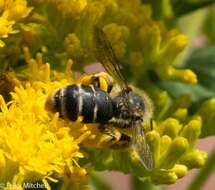 Image of Andrena braccata Viereck 1907