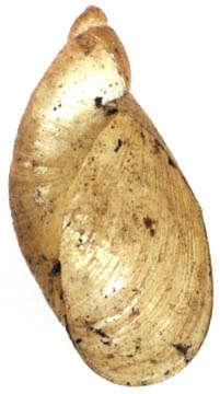 Image of pfeifers amber snail