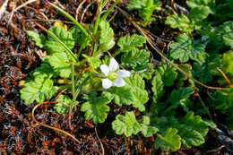 Image of Sea Stork's-bill