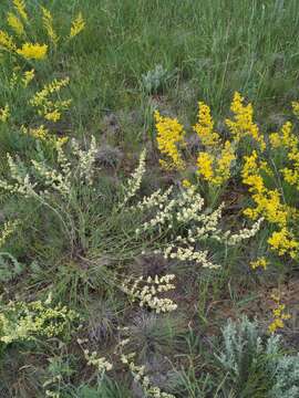 Image of Galium himmelbaurianum (Ronniger) Soó