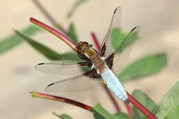 Image of Broad-bodied chaser