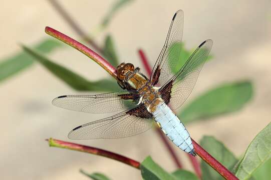 Image of Broad-bodied chaser