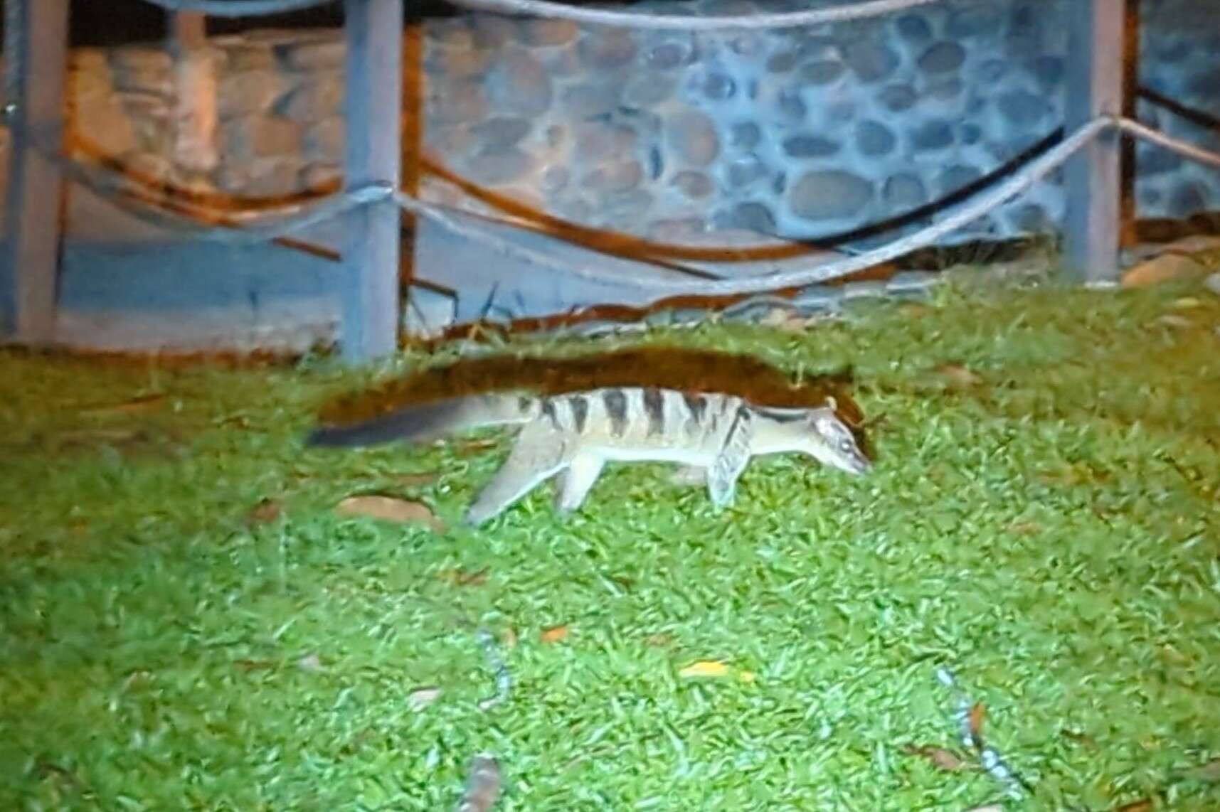 Image of banded palm civet