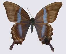 Image of Papilio blumei Boisduval 1836