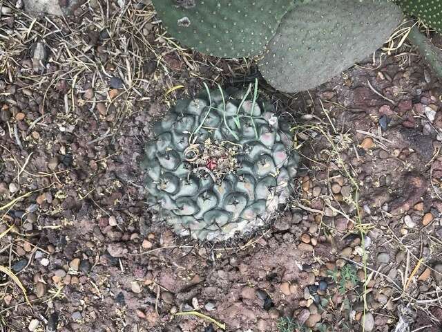 Image of Thelocactus rinconensis (Poselger) Britton & Rose