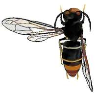 Image of Asian hornet