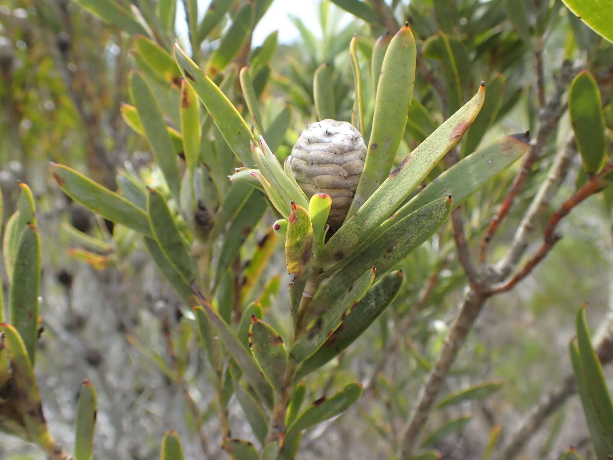 Image of Leucadendron meridianum Salter ex I. Williams