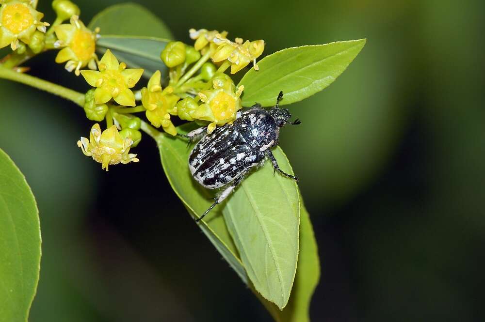 Image of Oxythyrea funesta (Poda 1761)