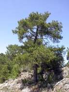 Imagem de Pinus nigra J. F. Arnold