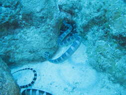 Image of Flat-tail Sea Snake