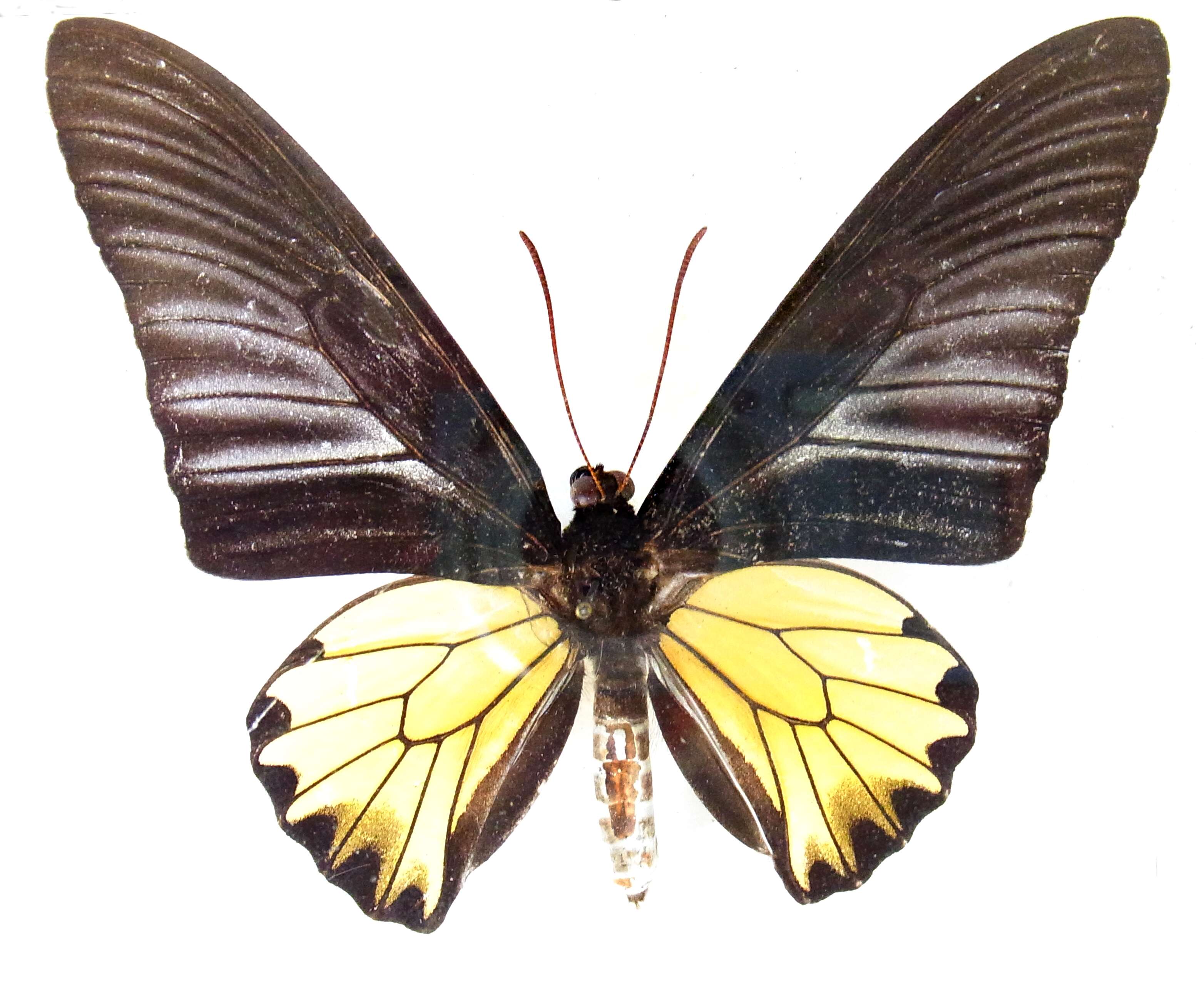 Image of Golden Birdwing Butterfly