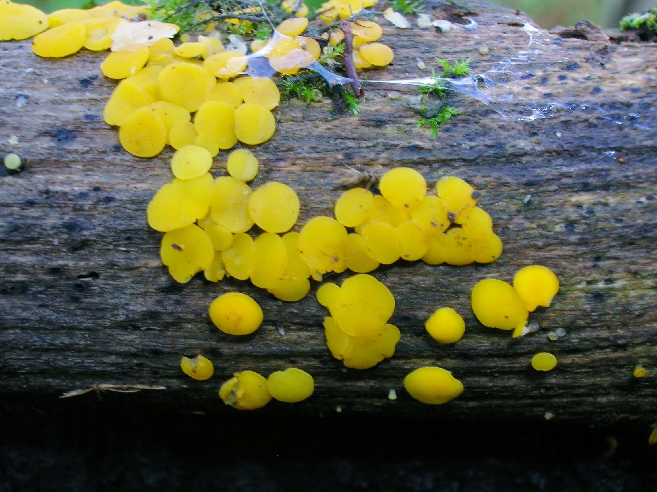 Image of Yellow fairy cup