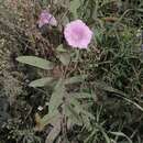 Image of Calystegia pellita subsp. pellita