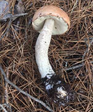 Image of Leccinum piceinum Pilát & Dermek 1974