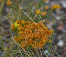 Image of Limonium aureum (L.) Hill