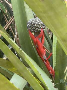 Aechmea sphaerocephala (Gaudich.) Baker的圖片