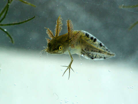 Image of Great Crested Newt