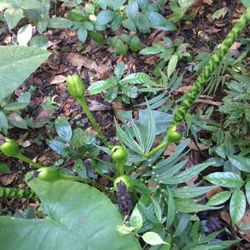 Image of Alocasia zebrina Schott ex Van Houtte