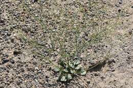 Image of Dugway buckwheat