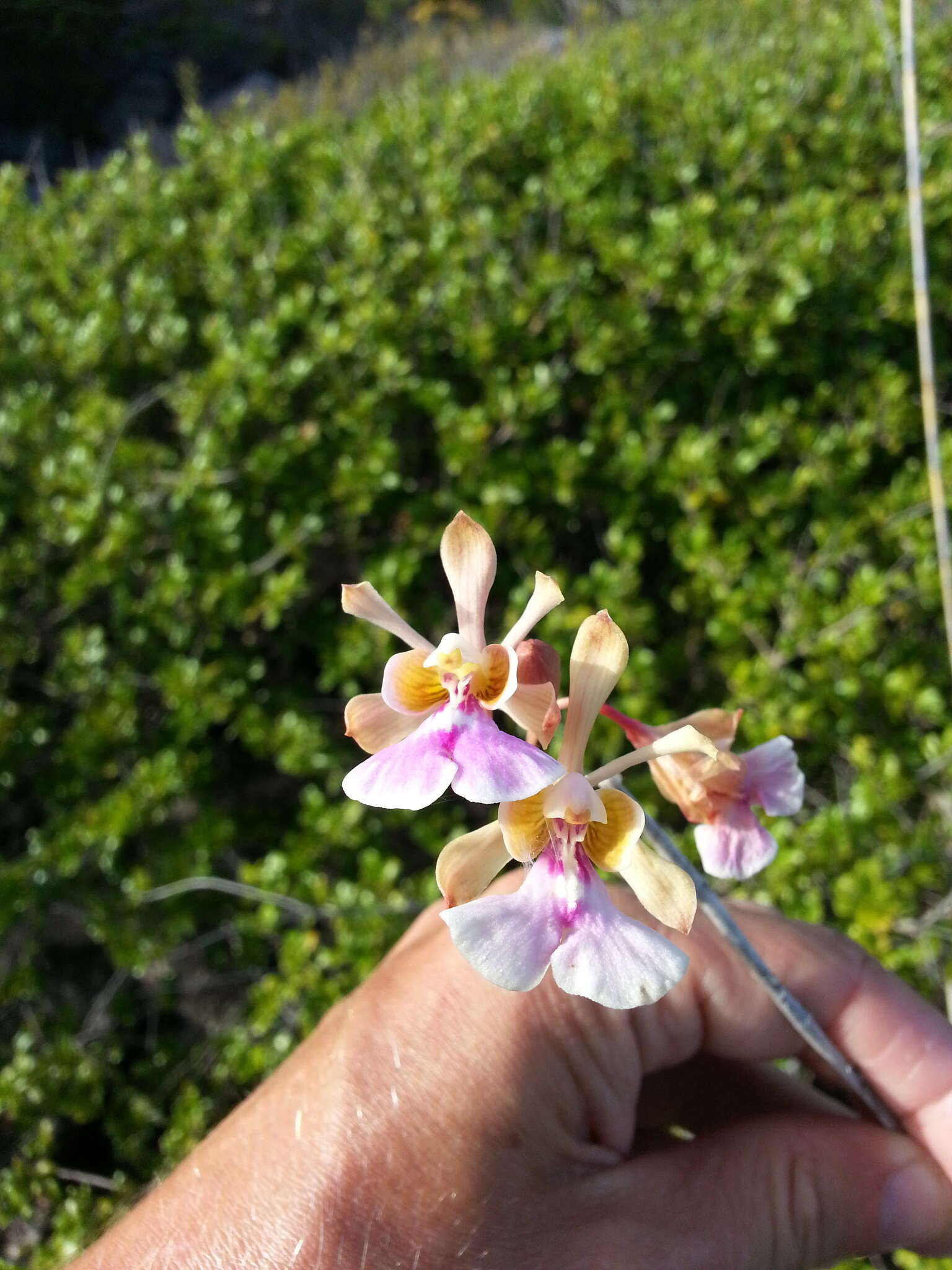 Image of island peacock orchid