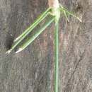 Image of Rhynchospora radicans subsp. radicans