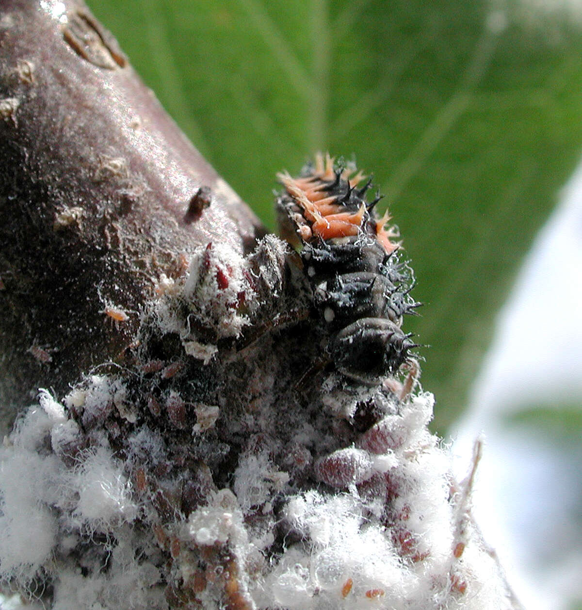 Image of Woolly Apple Aphid