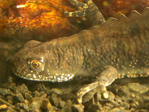 Image of Great Crested Newt